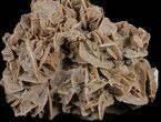 Desert (Selenite) Rose Formation - Sahara Desert #61227-3